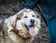 Агресивно куче алабай тормози жителите на столичния кв. „Драгалевци“