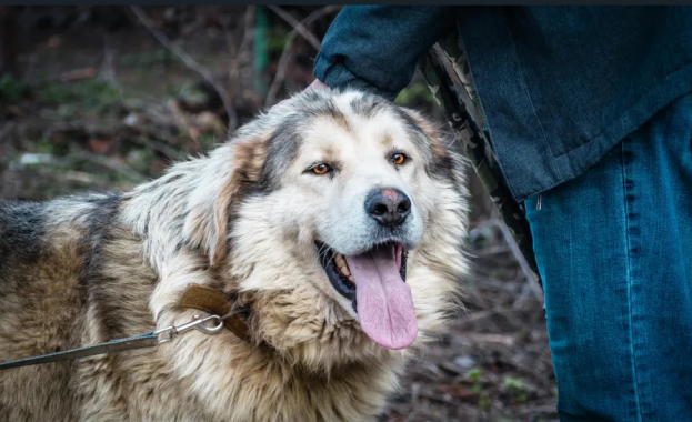 Жители на столичния квартал Драгалевци сигнализират за серия от нападения