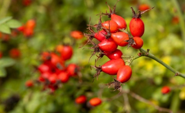 През есента по храстите се появяват малки яркочервени плодчета