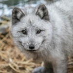 Полша забранява фермите за кожи – страната е най-големият производител на ценни кожи в Европа