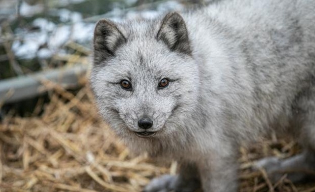 Полша забранява фермите за кожи – страната е най-големият производител на ценни кожи в Европа