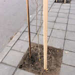 Повече от 500 бр. фиданки раздаде безвъзмездно община Асеновград