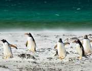 Учени: Африканските пингвини са изправени пред глад и изчезване