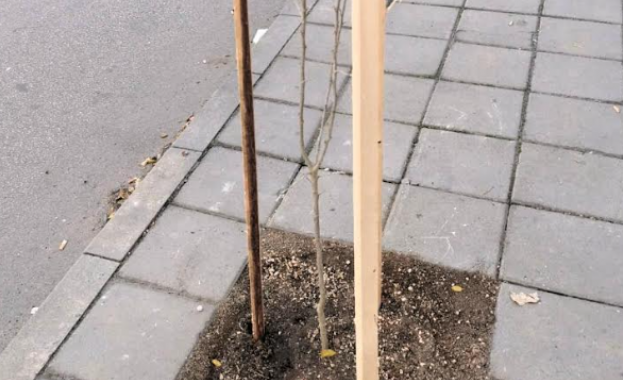 Условието беше хората да ги засаждат на общински терени Община