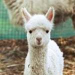 Бебето Инди – най-новото попълнение в семейството на алпаките в Зоопарка в София