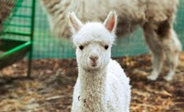 Софийският зоопарк с радост представя своя най нов обитател бебето