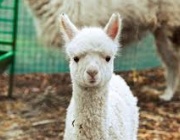 Бебето Инди – най-новото попълнение в семейството на алпаките в Зоопарка в София