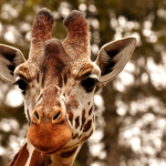 Интерпол иззе рекордни количества диви животни, растения и дървесина в глобална акция