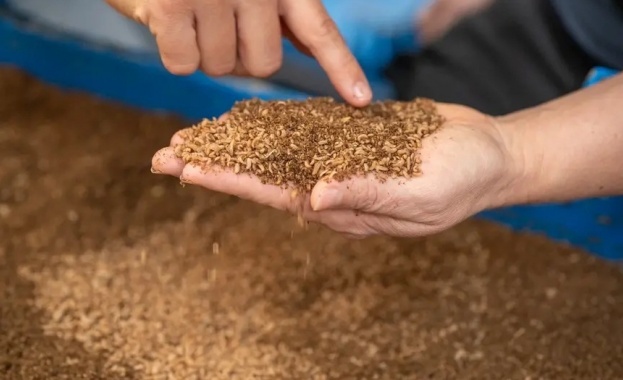 Черни войнишки мухи Hermetia illucens за производство на висококачествени фураж