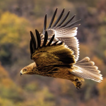 Електроразпределение Юг стартира международна LIFE инициатива за опазване на застрашени птици