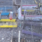 Пуснаха на свобода 35 екземпляра пойни птички, отглеждани за черния пазар