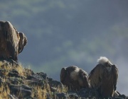 Когато природата среща изкуството