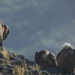 Когато природата среща изкуството