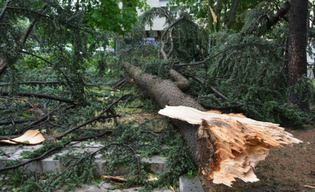 Силният вятър изкорени около десетина 60 годишни ели в град