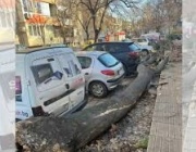 Дърво падна върху два автомобила в Сопот