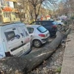 Дърво падна върху два автомобила в Сопот