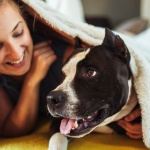 5 съвета за намаляване на стреса при домашните любимци по време на празничните фойерверки