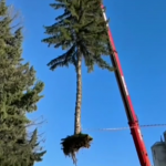 След силния вятър в Стара Загора: Паднали дървета и щети по жилища и автомобили