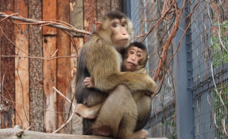 Много нови попълнения в Софийския зоопарк през 2025 г.