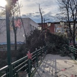 Силен вятър събори иглолистно дърво в Перник, няма пострадали