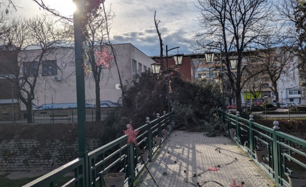 Голямо иглолистно дърво падна в централната част на Перник Инцидентът
