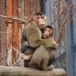 Много нови попълнения в Софийския зоопарк през 2025 г.