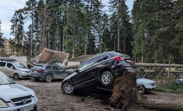 Силният буреносен вятър прекърши борове в курорта Боровец Някои от