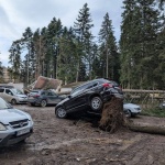 Силният вятър прекърши борове в курорта Боровец