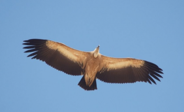 По време на традиционното преброяване на нощувките на белоглавите лешояди
