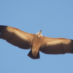 Рекорден брой белоглави лешояди в България