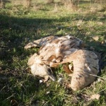 Пореден случай на отровени лешояди - защитените птици са станали жертва на опасни примамки