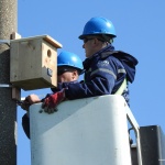 ЕРП Север обезопаси близо 4600 електрически стълба и постави 1152 дивертора в защита на птиците