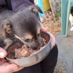 Дарете събраните си стотинки в помощ на бездомни животни в Бургас
