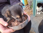 Дарете събраните си стотинки в помощ на бездомни животни в Бургас