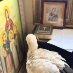 Премръзнал щъркел потърси убежище в параклис край Бургас