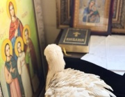 Премръзнал щъркел потърси убежище в параклис край Бургас