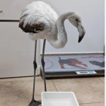 Спасиха бедстващо фламинго край Бургас