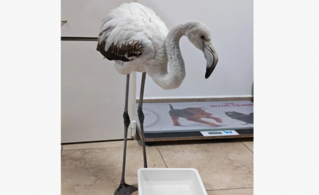 Специалисти от Регионалната екоинспекция в Бургас спасиха младо фламинго което