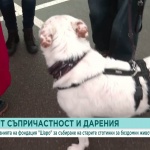 Вълна от съпричастност: Фондация „Шаро” продължава кампанията за събиране на стотинки за бездомни животни