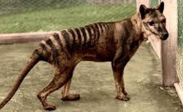 Преди няколко години професор Андрю Паск от Университета в Мелбърн