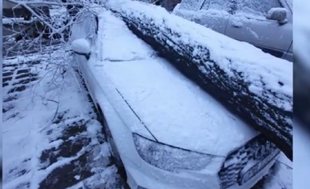 80 годишно дърво премаза четири паркирани автомобила в Пловдив Инцидентът