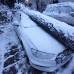 Над 80 сигнала за паднали дървета и прекършени клони са получили в пожарната в Пловдив