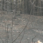 След големия пожар - започва разчистването на Пирин