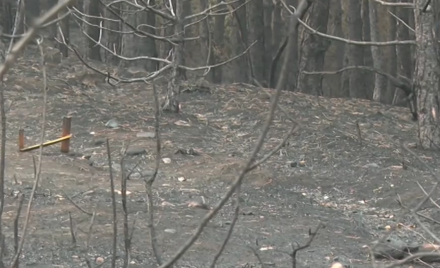 Започна разчистването на щетите след големия летен пожар в Пирин