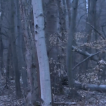 Месец след трагичния инцидент на Витоша - опасни дървета застрашават шофьорите