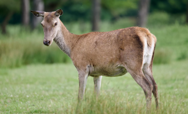 Мъж на 32 години от град Мъглиж е задържан за