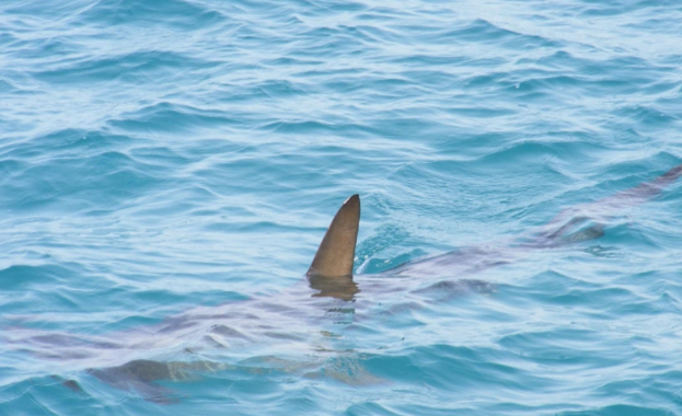 Екип от австралийски учени е регистрирал първото наблюдение на акула