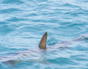Акула е забелязана за първи път в ледените води на Антарктида
