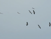 Първите щъркели се появиха над Бургас