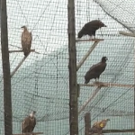 Откритите 7 мъртви лешояди край Котел са отровени с антифриз